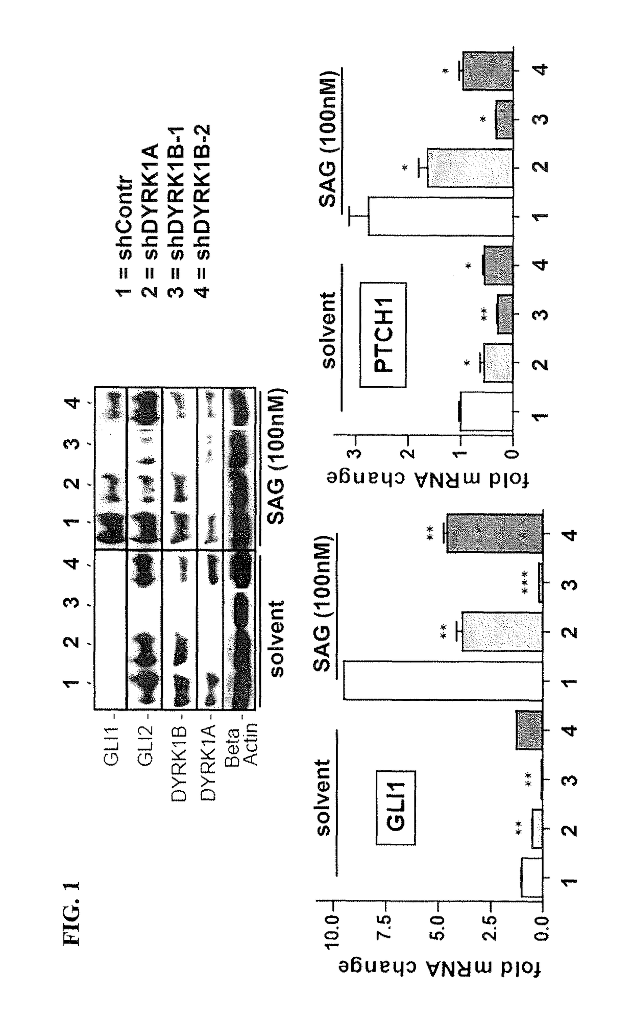 Method of inhibiting DYRK1B