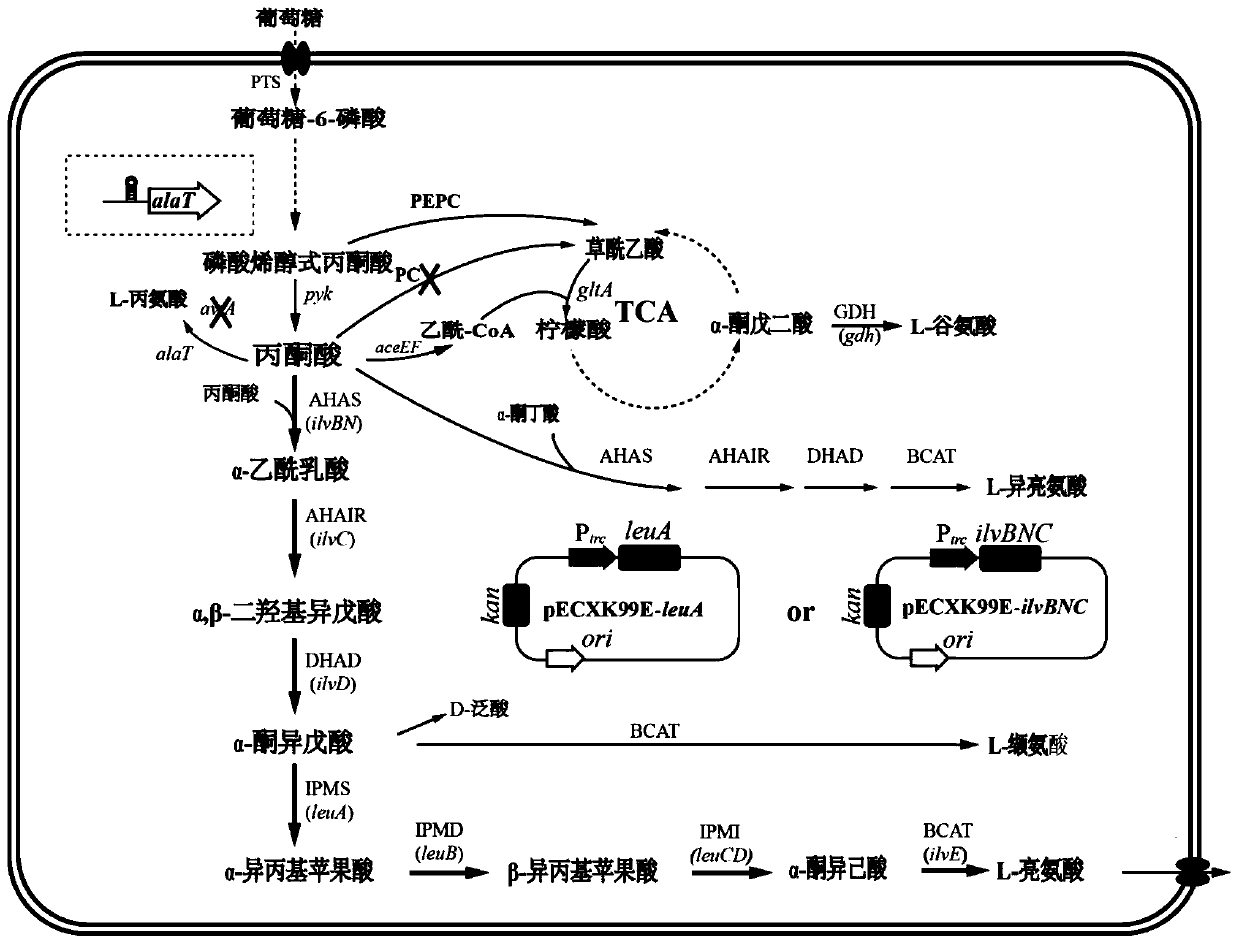 Corynebacterium glutamicum recombinant bacterium capable of effectively using pyruvic acid and construction method and application of corynebacterium glutamicum recombinant bacterium