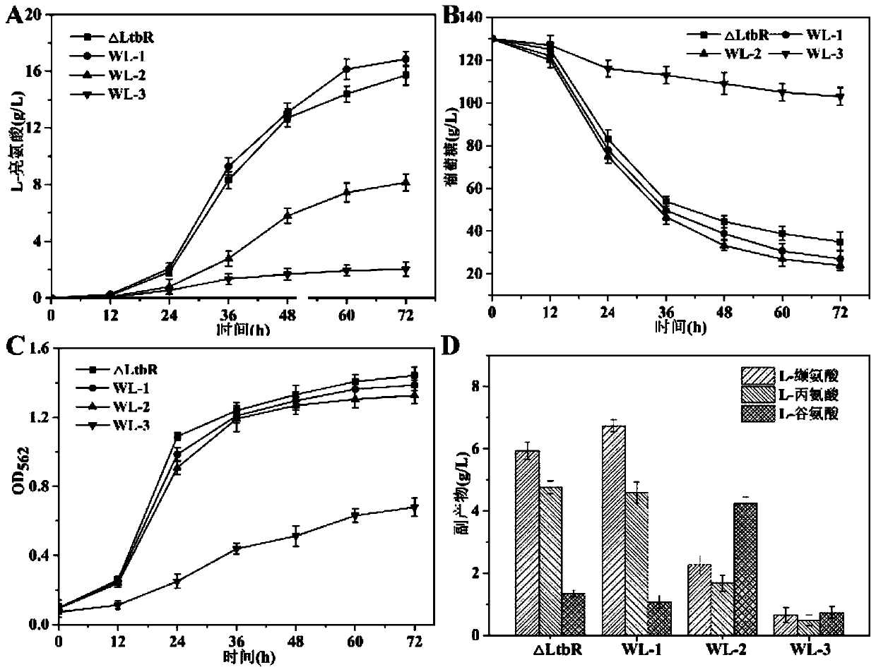 Corynebacterium glutamicum recombinant bacterium capable of effectively using pyruvic acid and construction method and application of corynebacterium glutamicum recombinant bacterium