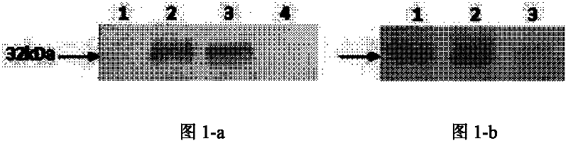 Polypeptide for inhibiting hepatitis C virus infected cell and application thereof