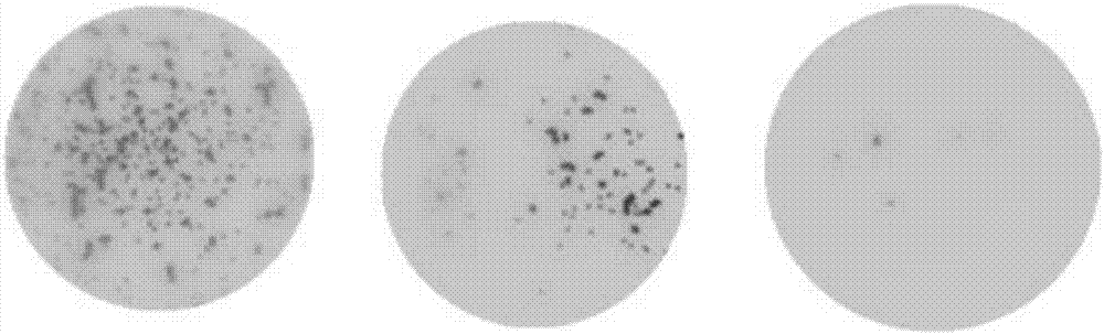 Double-target spot embedded antigen receptor, encoding gene thereof, plasmid containing gene, immune T effect cell containing cell and application of cell for HIV-1