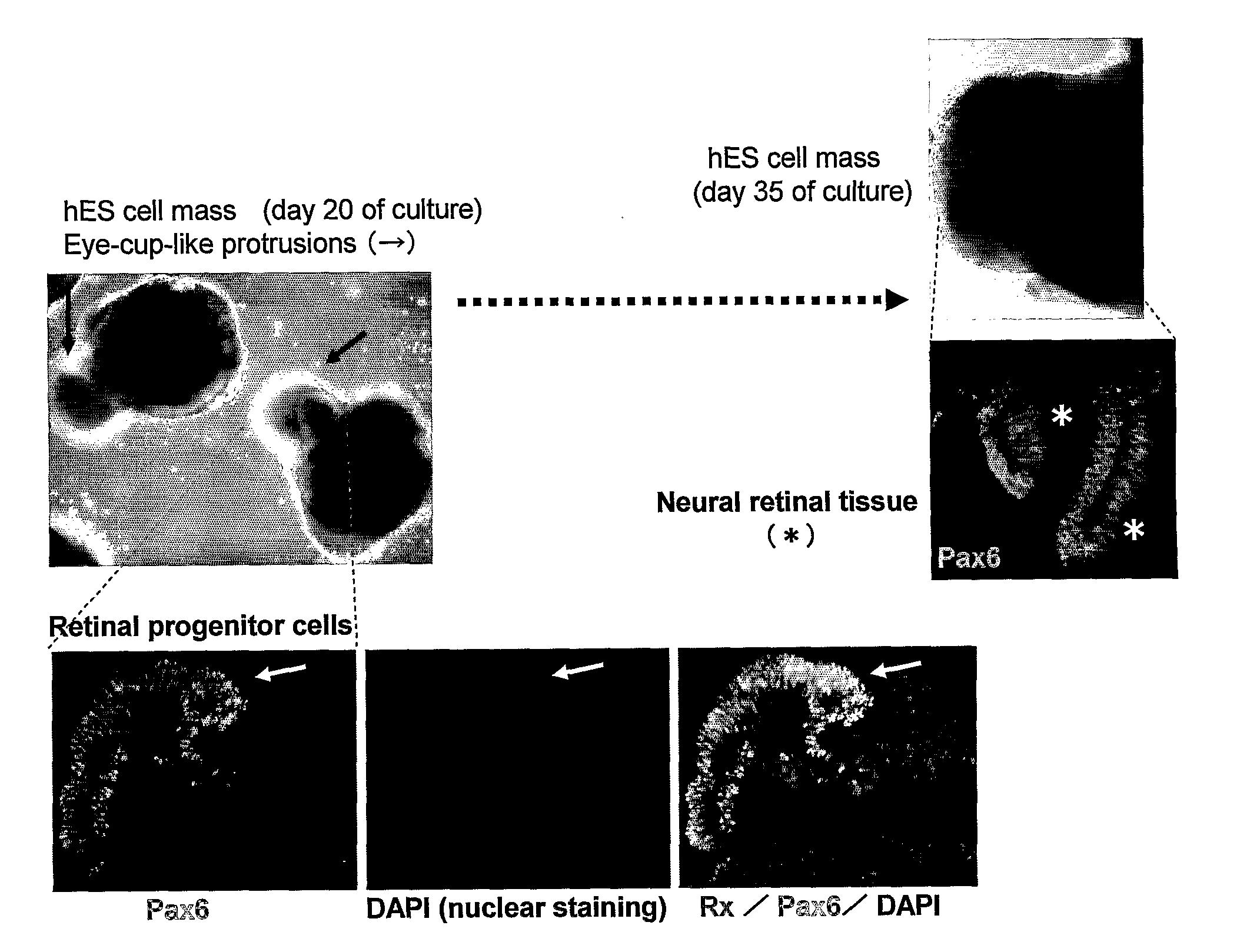 Method for differentiation induction in cultured stem cells