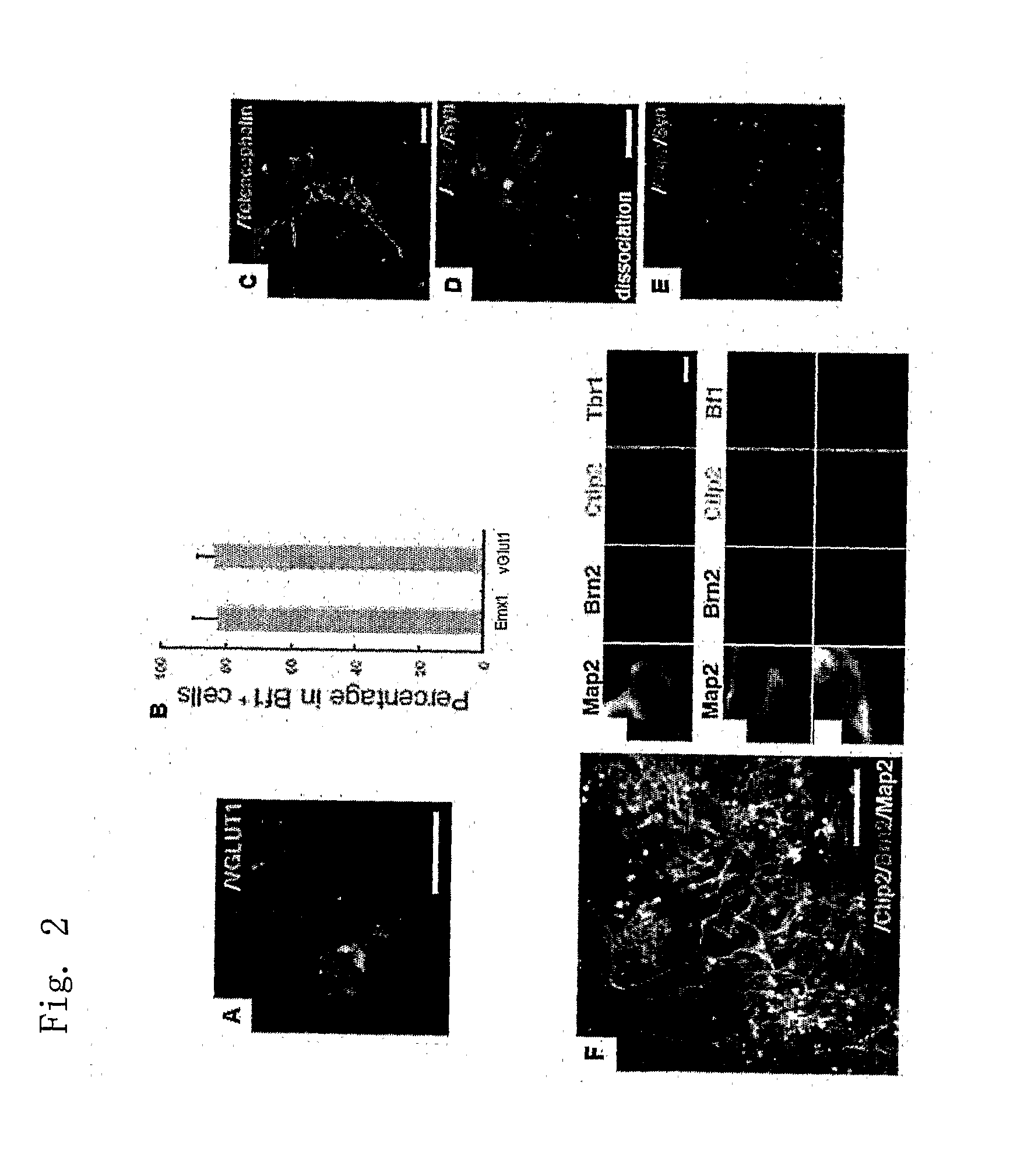 Method for differentiation induction in cultured stem cells