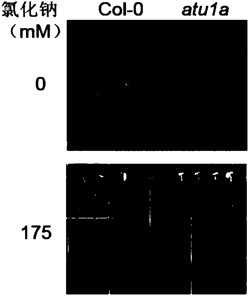 Application of arabidopsis U1A gene to plant salt tolerance improvement