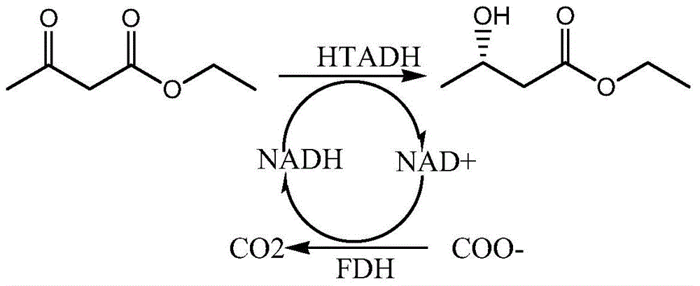 Alcohol dehydrogenase mutant and application thereof