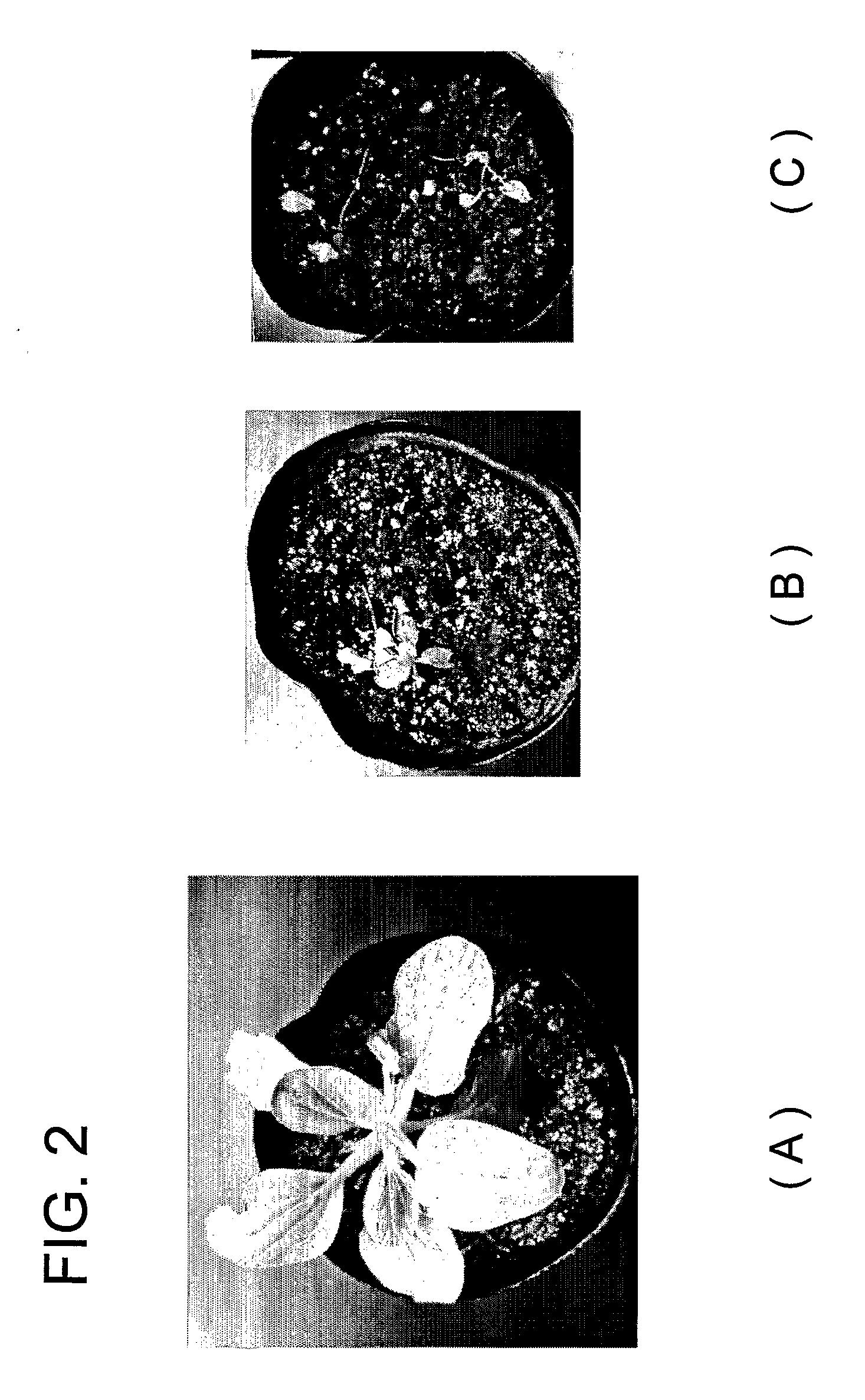 Particulate water retaining material for cultivating plant having water absorbent resin as main component