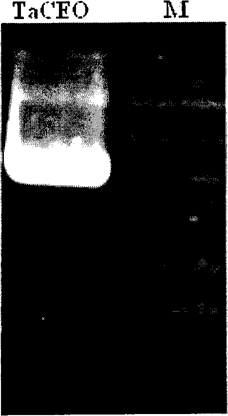 Wheat response abiological stress resistance gene TaCEO and application thereof