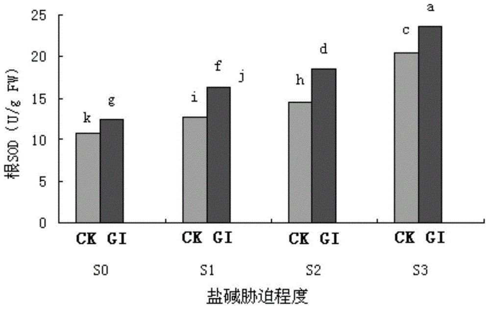 Arbuscular mycorrhiza fungus capable of improving saline-alkali tolerance of Elaeagnus angustifolia