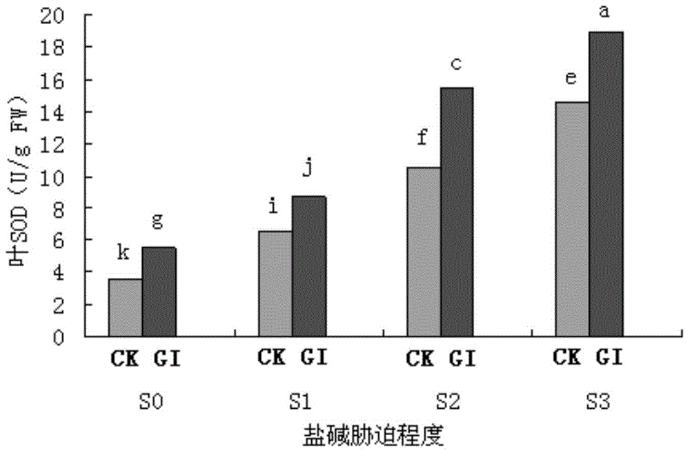 Arbuscular mycorrhiza fungus capable of improving saline-alkali tolerance of Elaeagnus angustifolia