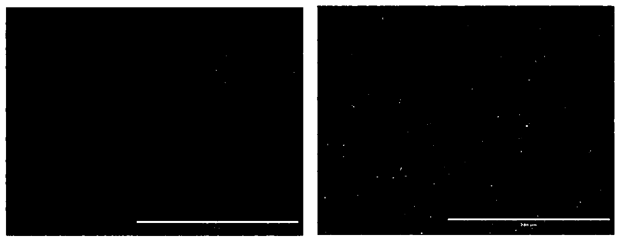 Method for preparing Seneca valley virus by utilizing suspension cell line