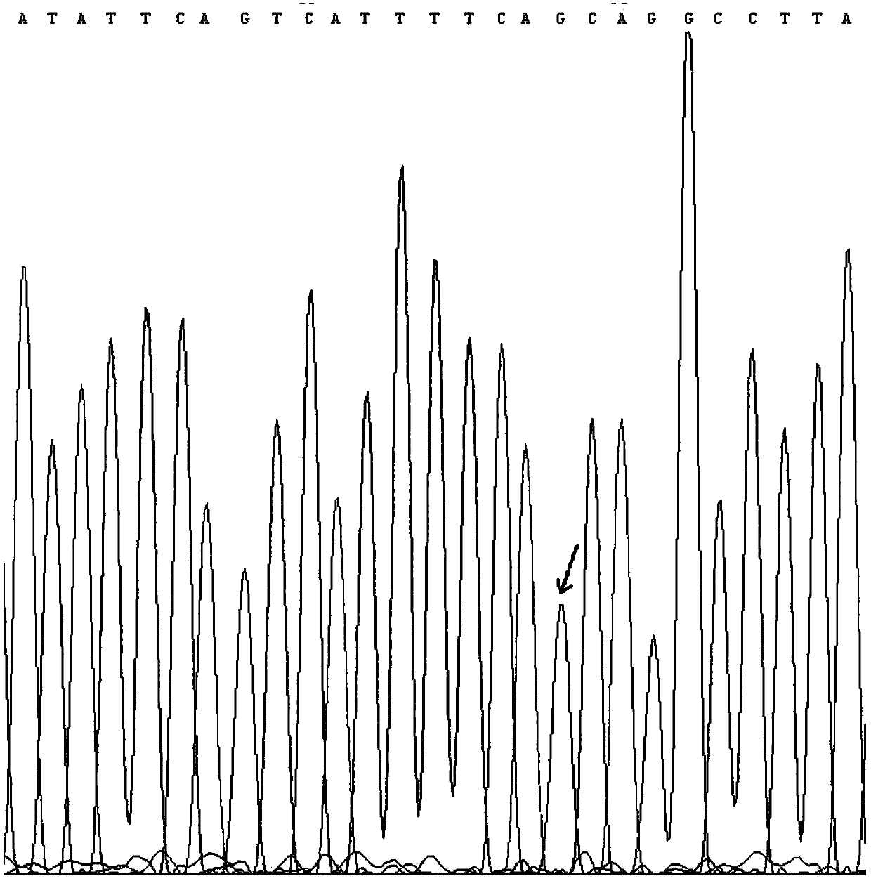 KRAS gene mutation detection quantification standard product as well as preparation method and valuing method thereof