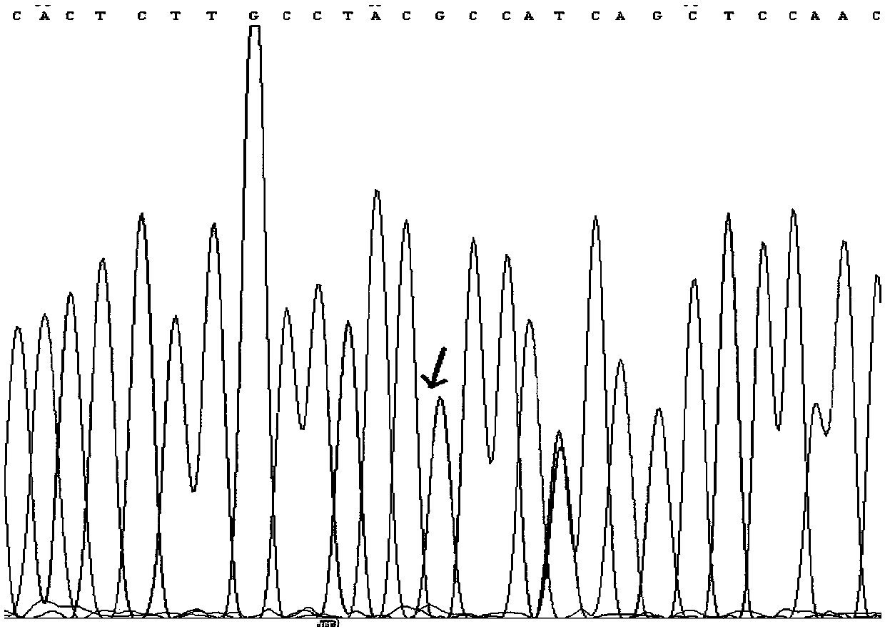 KRAS gene mutation detection quantification standard product as well as preparation method and valuing method thereof