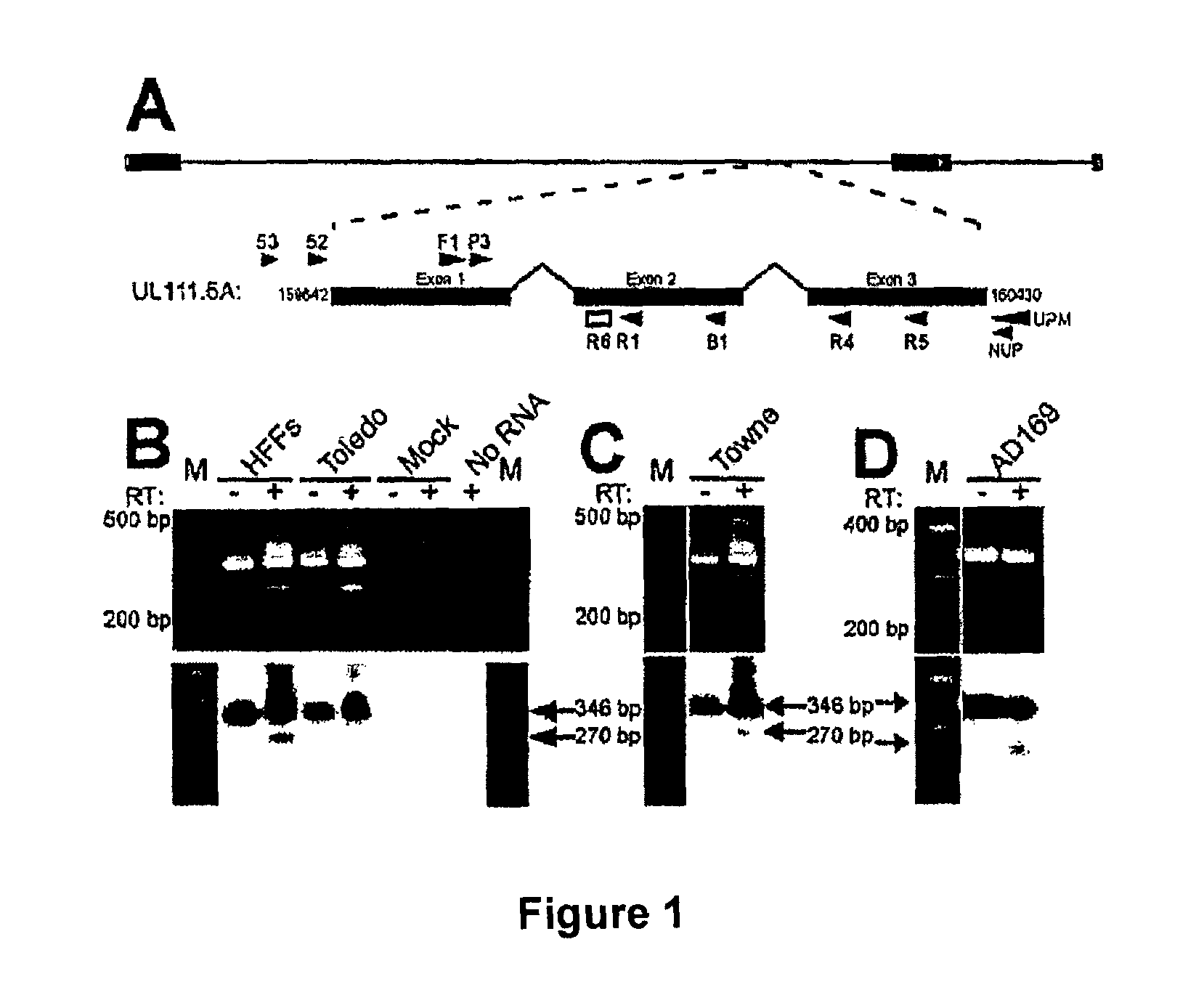 Latent phase viral interleukin-10-(VII-10) and uses thereof