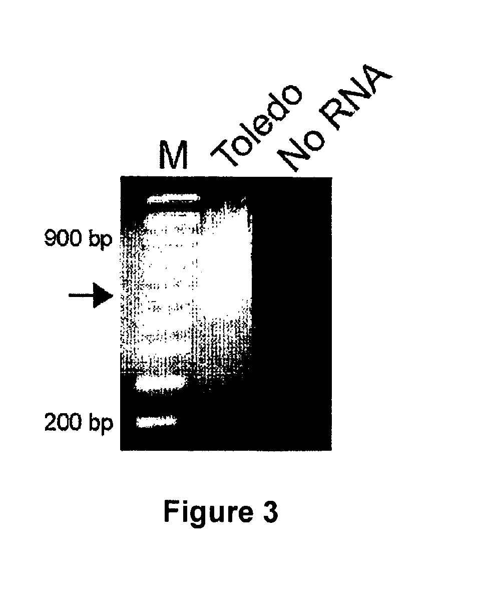 Latent phase viral interleukin-10-(VII-10) and uses thereof