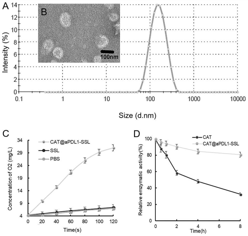 A liposome carrying catalase and linked to PD-L1 antibody and its preparation method