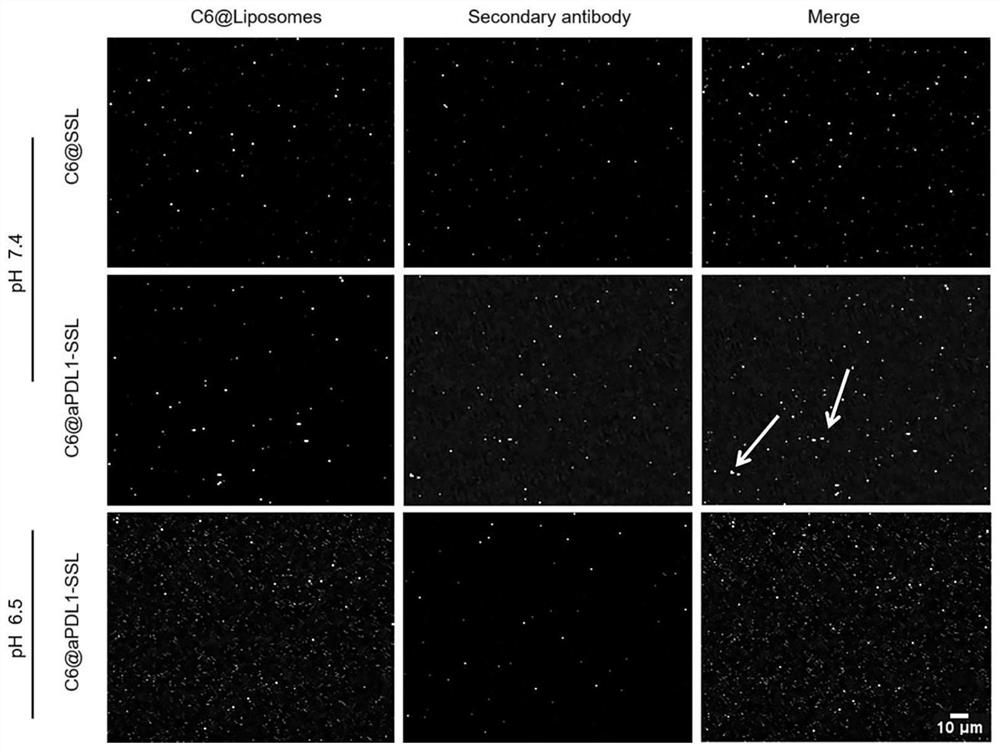 A liposome carrying catalase and linked to PD-L1 antibody and its preparation method