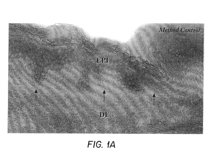 Free floating cryostat sections for use in light and electron microscopy and method