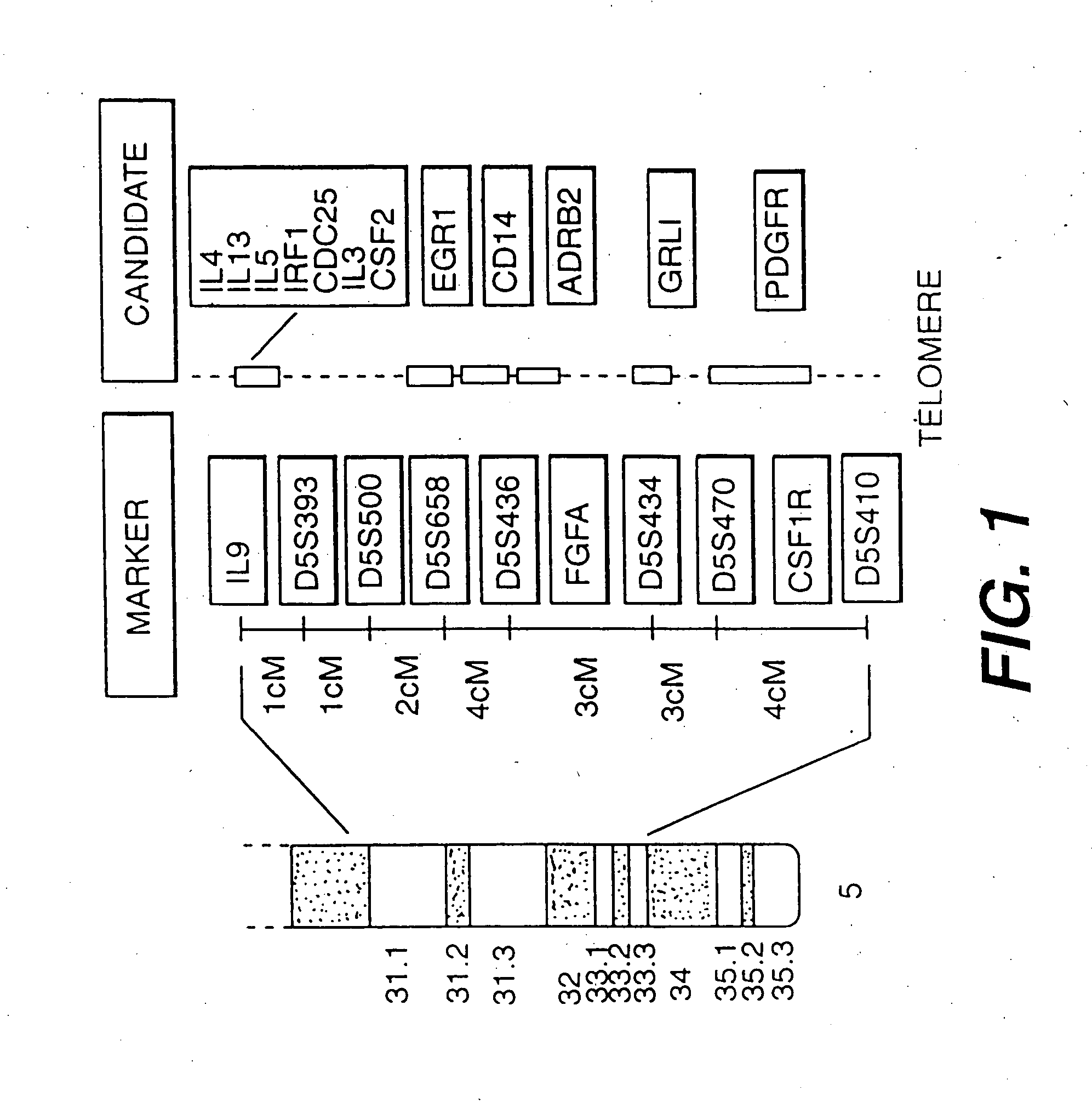 Interleukin-9 mutein peptides