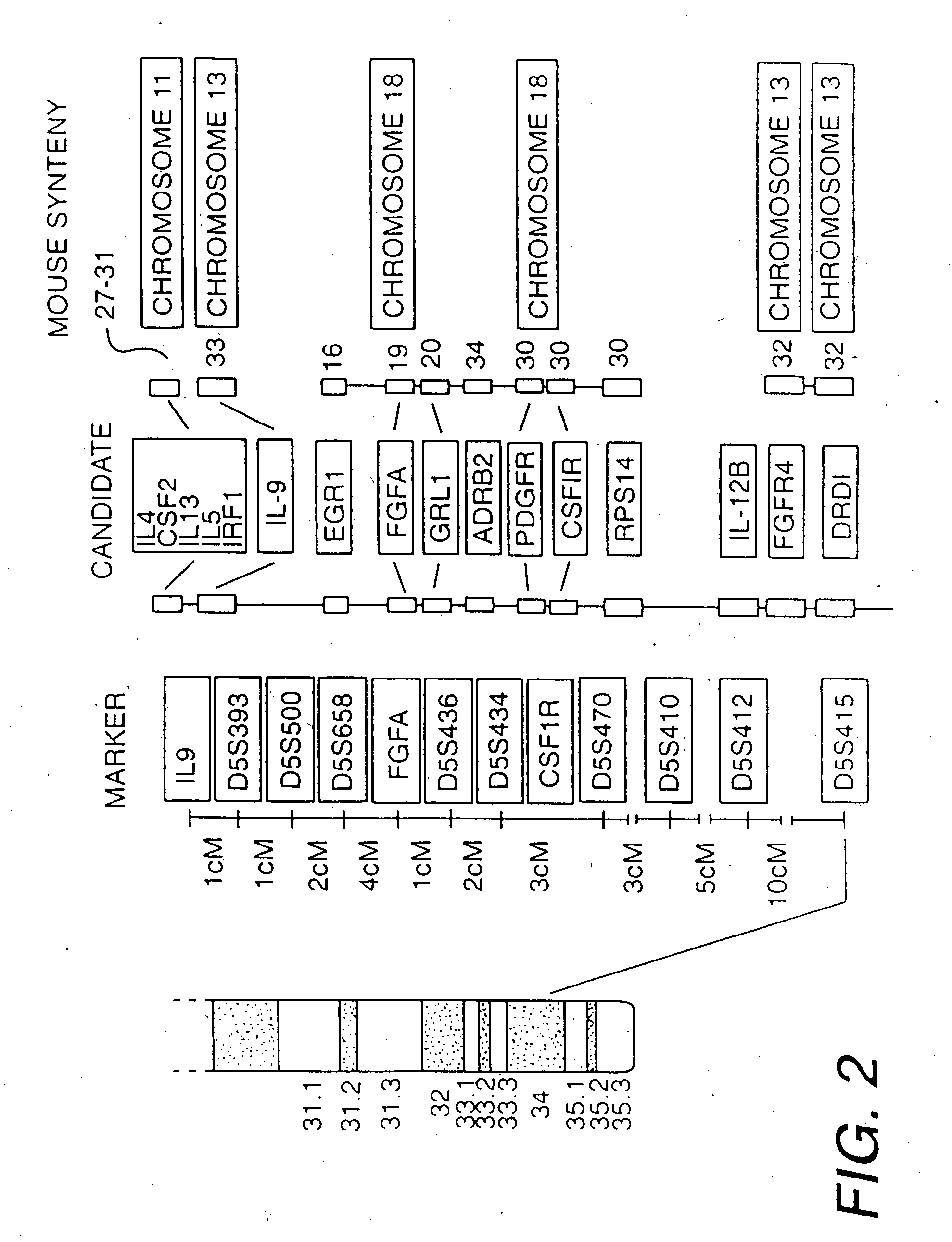 Interleukin-9 mutein peptides