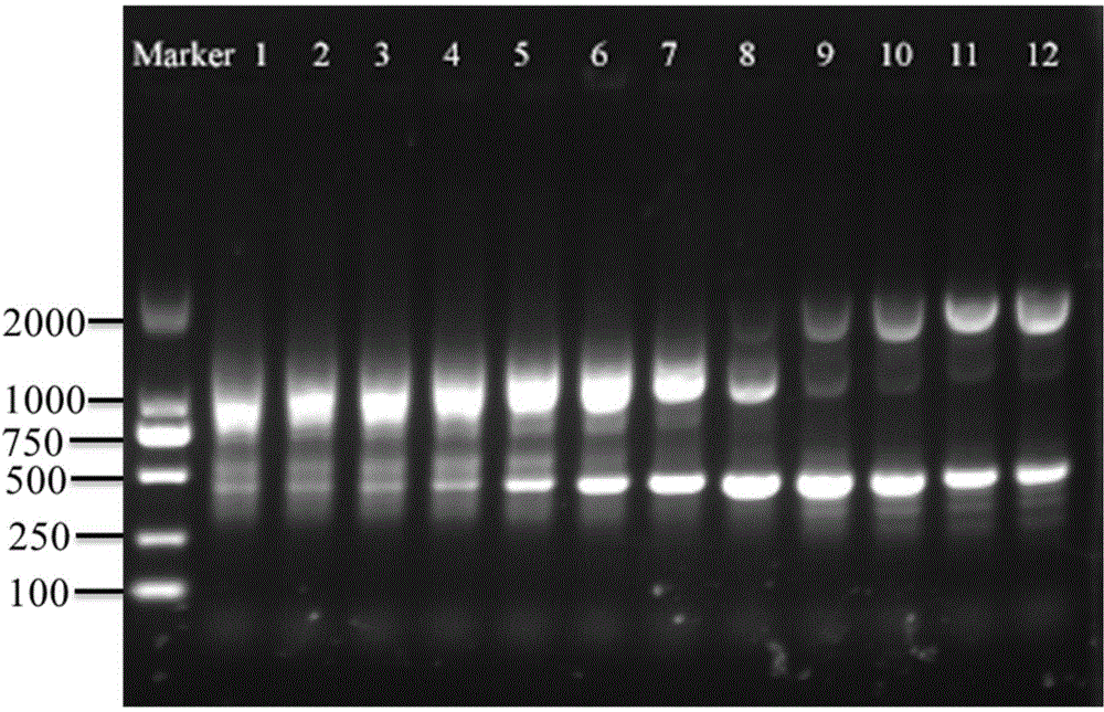 Special primer, method and kit for identifying Meishan pig or meat product thereof