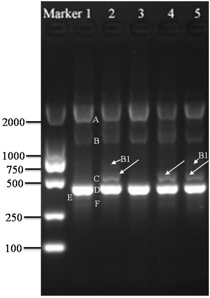 Special primer, method and kit for identifying Meishan pig or meat product thereof