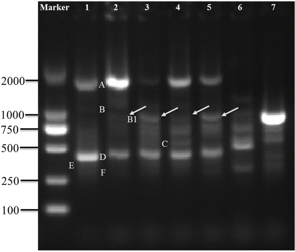 Special primer, method and kit for identifying Meishan pig or meat product thereof