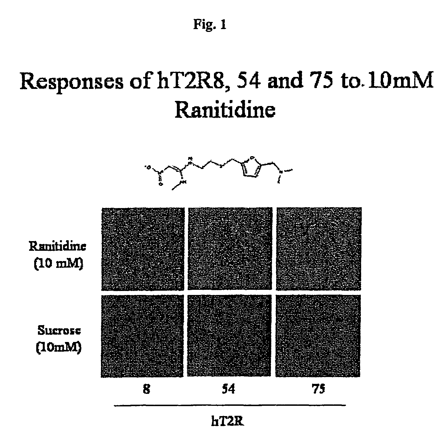 Human T2R receptors for acetaminophen ranitidine, strychnine and denatomium and related assays for identifying human bitter taste modulators