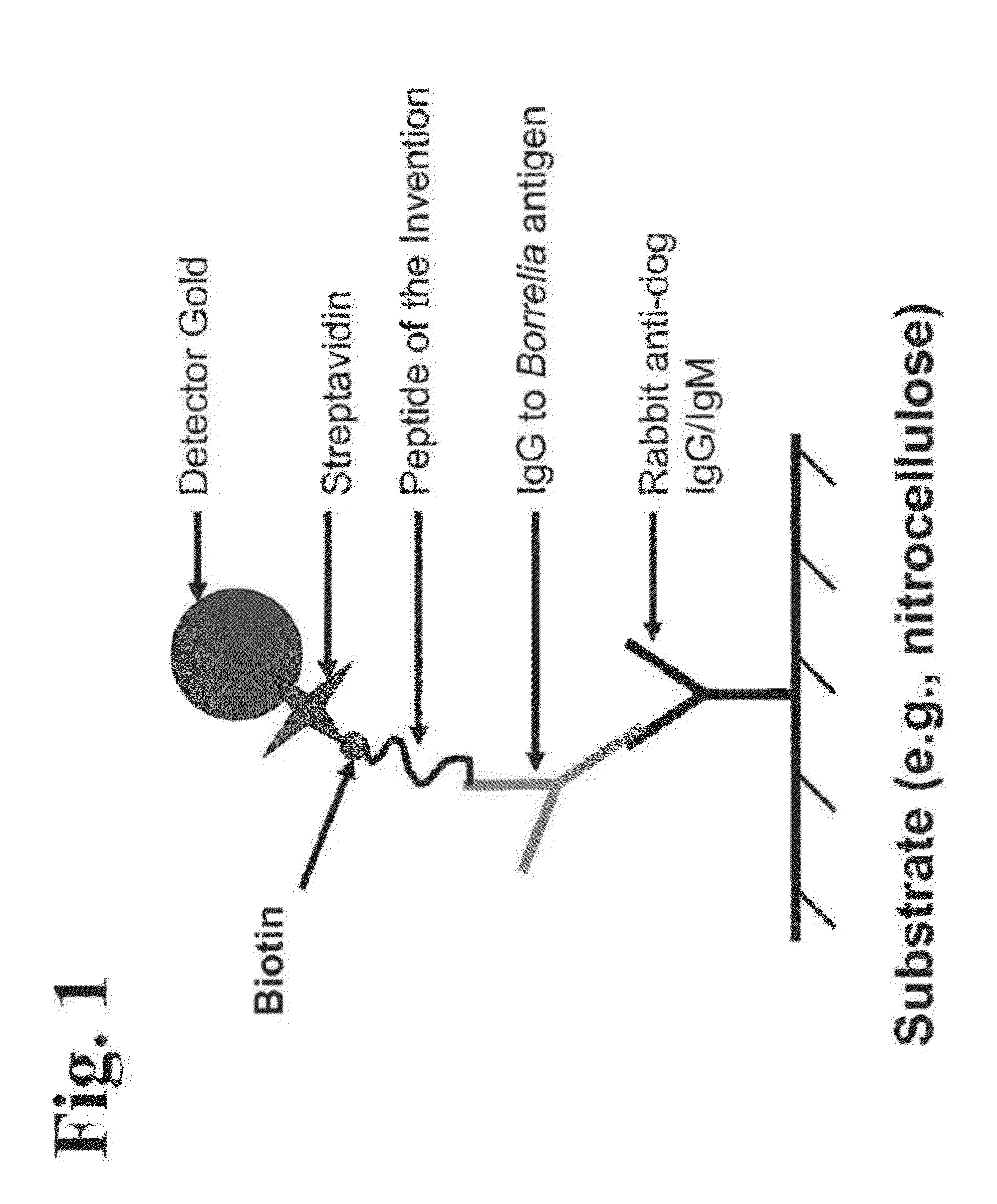 Peptides and methods for the detection of lyme disease antibodies