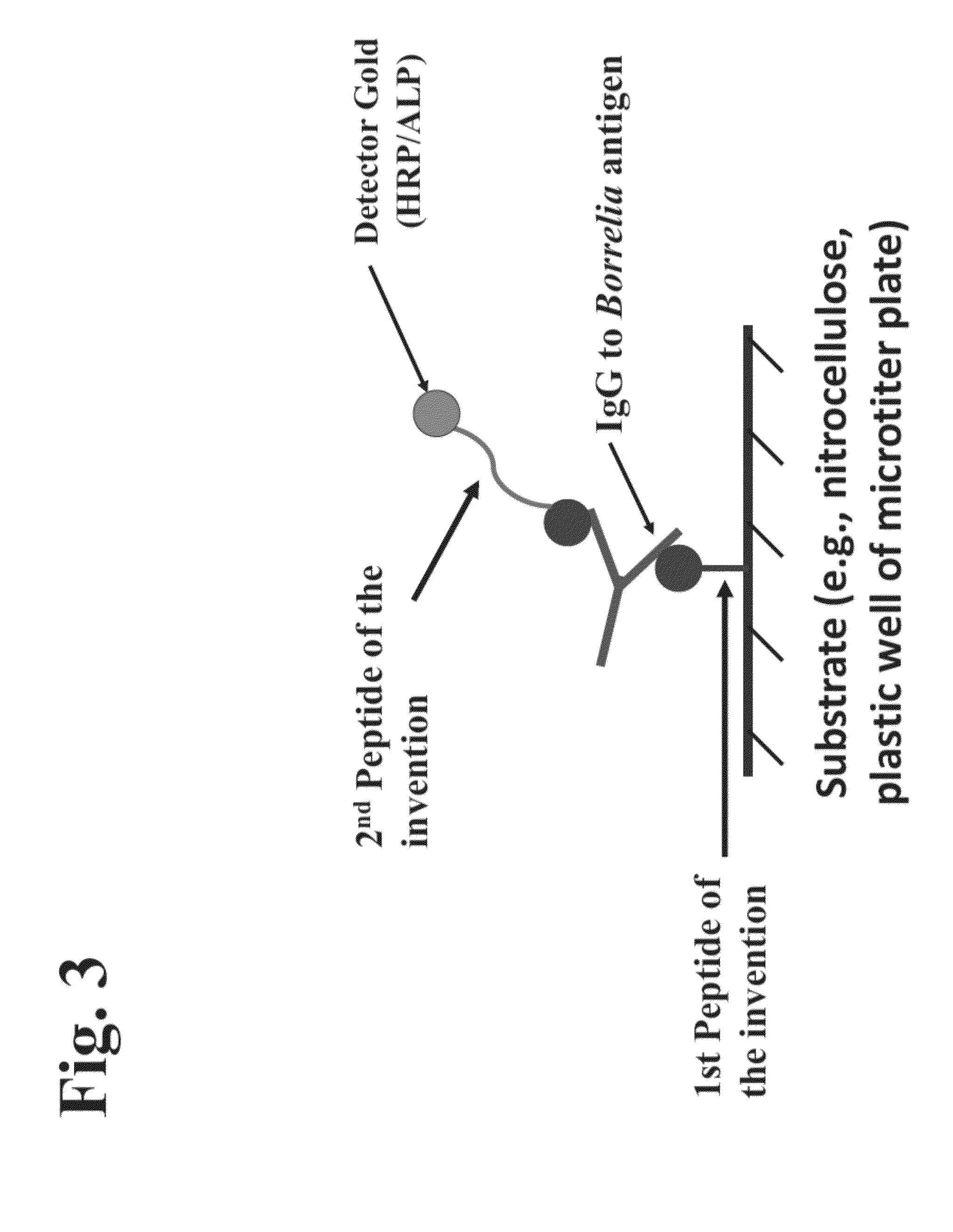 Peptides and methods for the detection of lyme disease antibodies