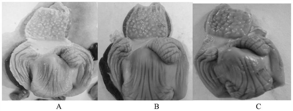 A method for rapidly constructing chicken adenomyosis gastritis model