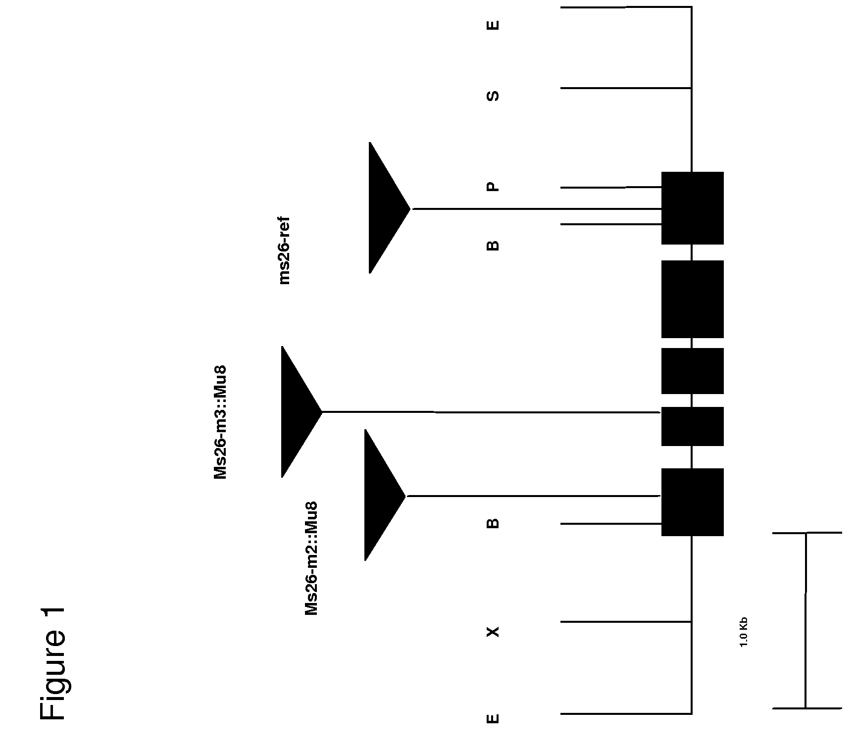 Nucleotide sequences mediating male fertility and method of using same