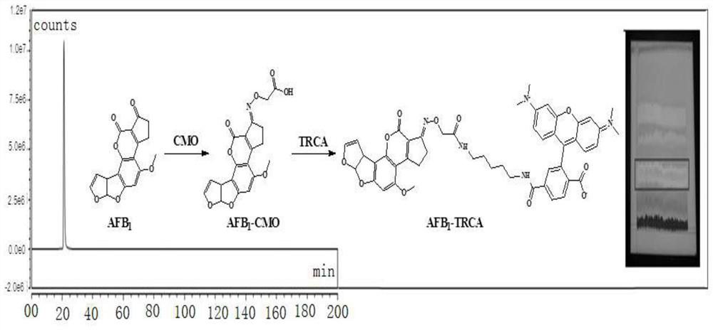 Visual immunoassay method for detecting aspergillus flavus M1