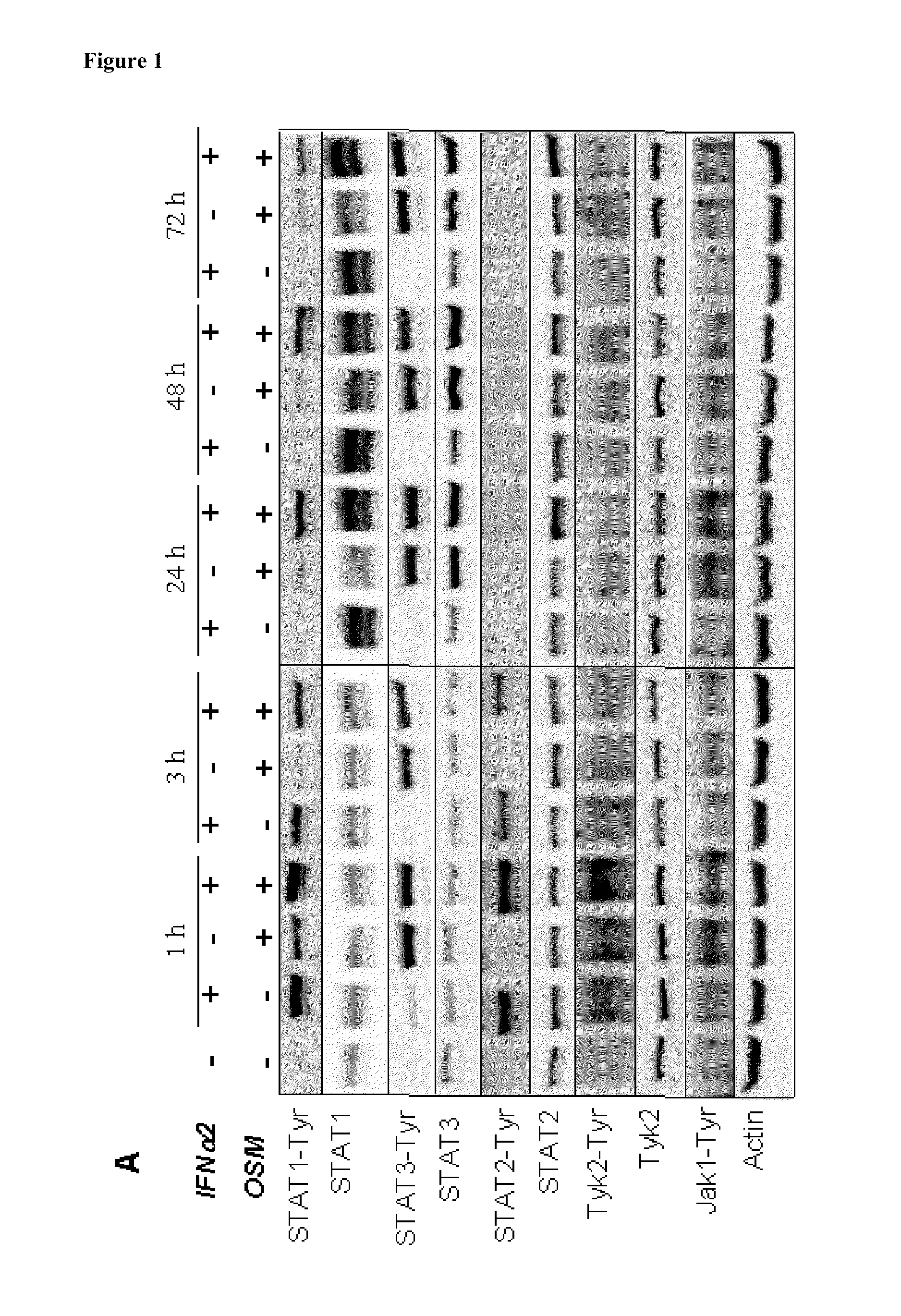 Oncostatin m as promoter of immunostimulatory activity of human epithelial cells