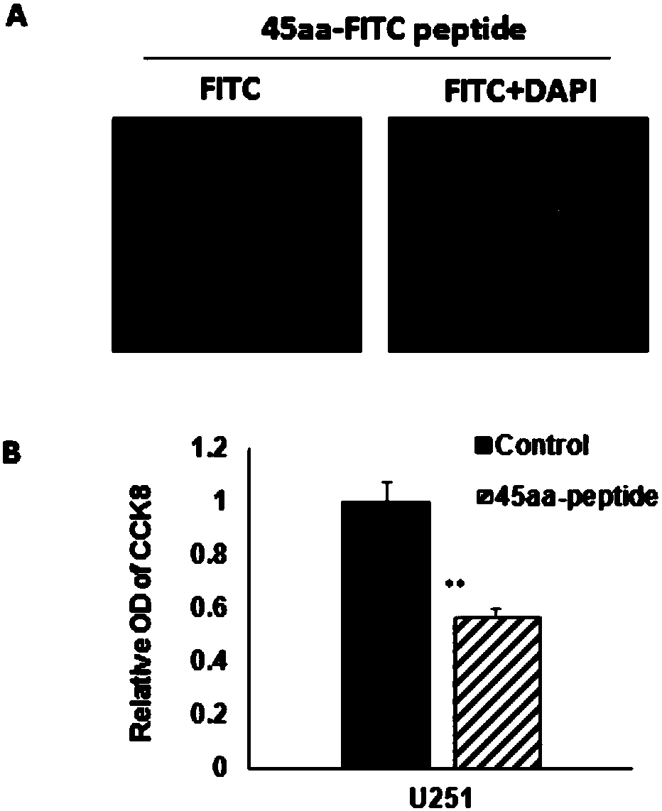 Up-stream open reading frame 45aa-uORF nucleotide sequence of PTEN gene, and applications of polypeptide encoded by 45aa-uORF nucleotide sequence