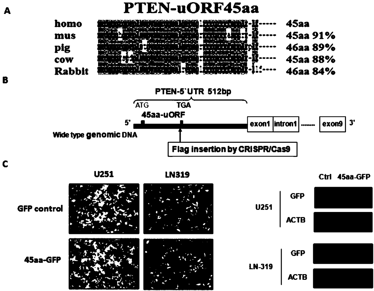 Up-stream open reading frame 45aa-uORF nucleotide sequence of PTEN gene, and applications of polypeptide encoded by 45aa-uORF nucleotide sequence