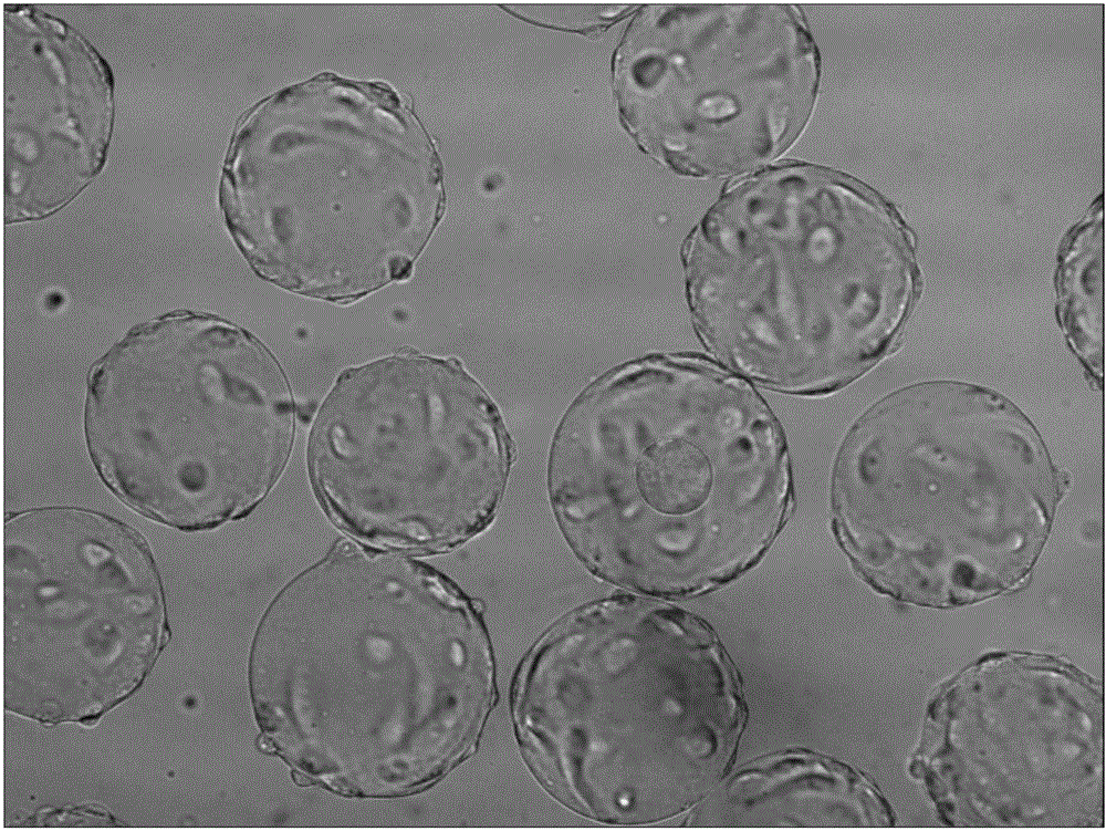 Preparation method of mink canine distemper virus live vaccine and vaccine prepared by same