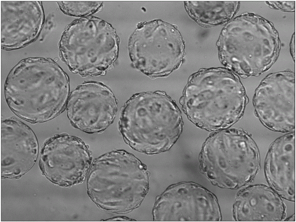 Preparation method of mink canine distemper virus live vaccine and vaccine prepared by same