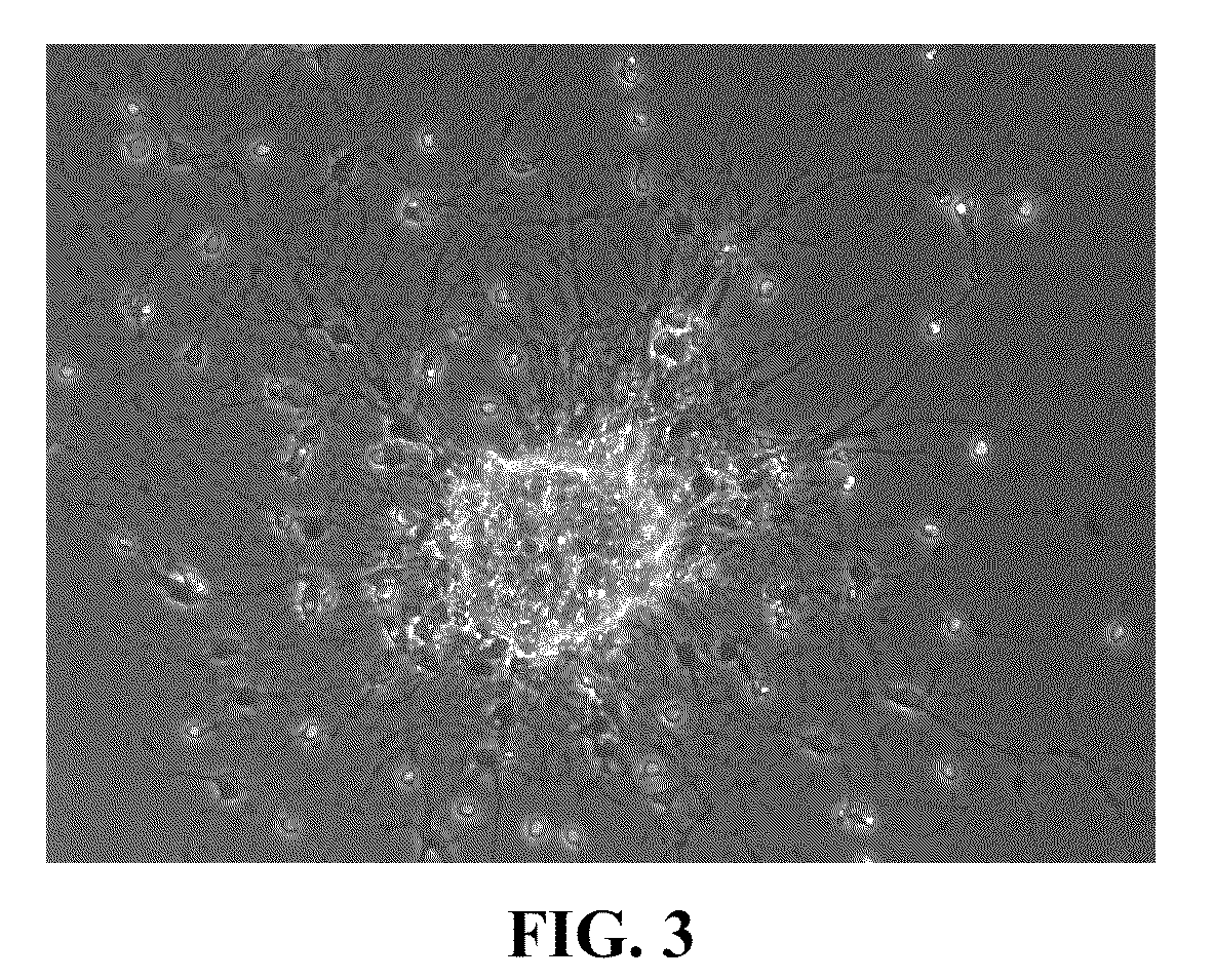 Methods for directing differentiation of clonogenic neural stem cells with coumarins