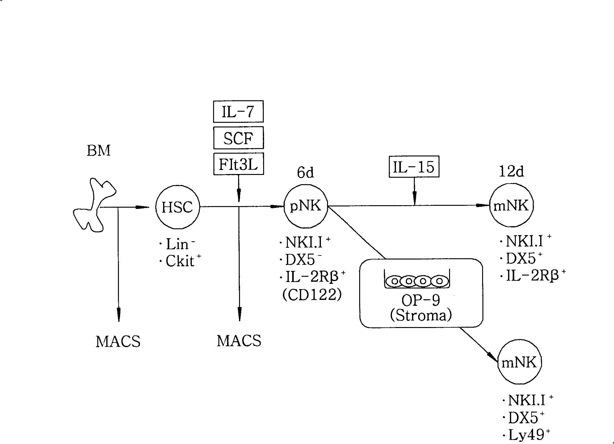 Natural killer cell compositions and method for production of the same