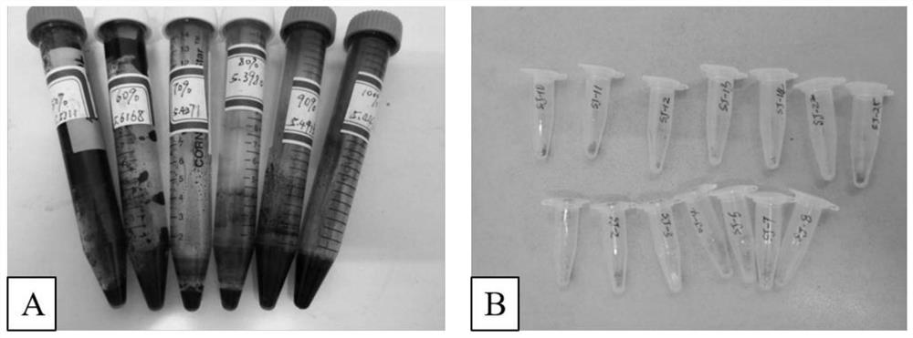 Application of glehnia littoralis lactone and SIRT1 up-regulating agent in preparation of medicine for promoting wound healing of inflammatory diseases