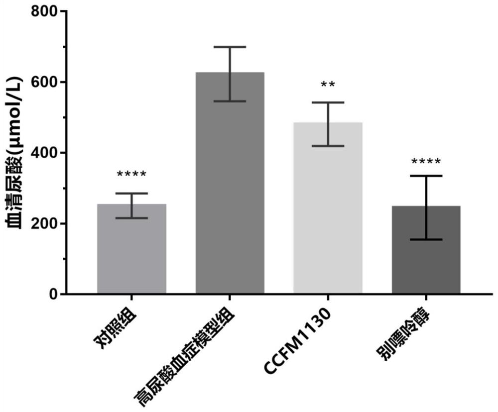 Lactobacillus rhamnosus ccfm1130 and its application in the treatment of gout