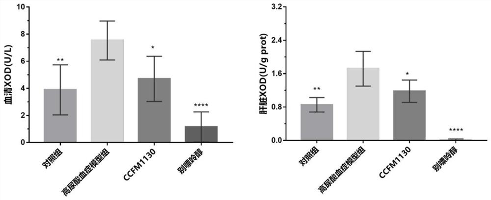 Lactobacillus rhamnosus ccfm1130 and its application in the treatment of gout