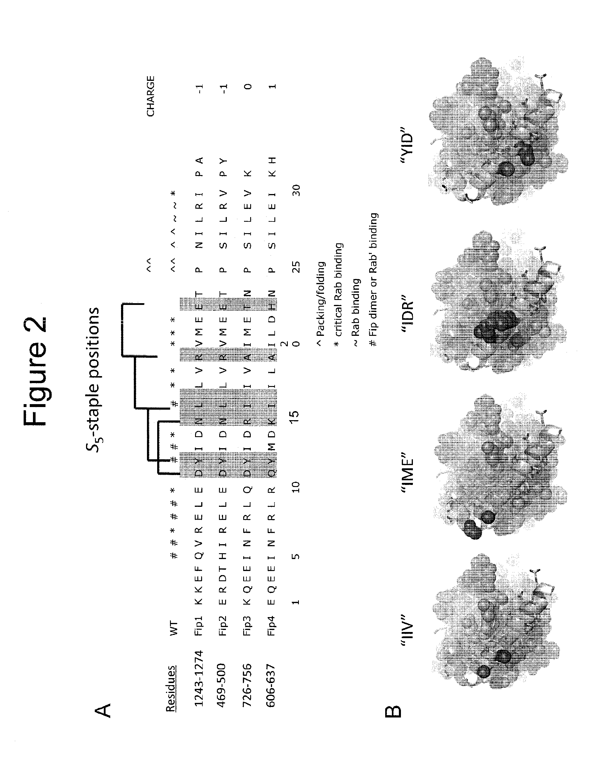 Stabilized polypeptides as regulators of RAB GTPase function