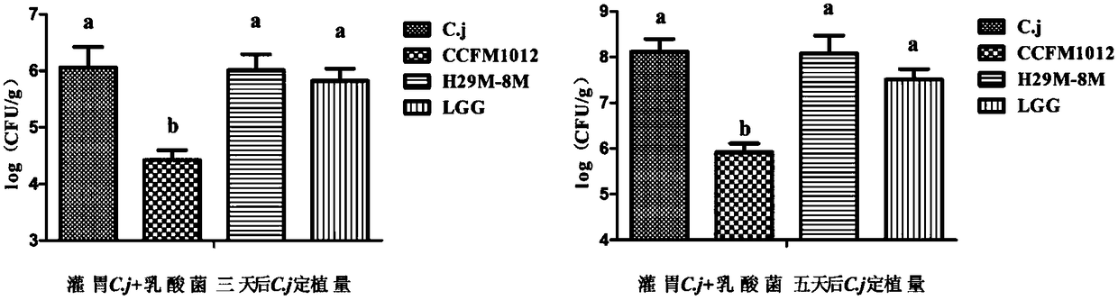 Pediococcus pentosaceus CCFM1012 as well as fermented food thereof and application thereof in preparation of medicine for antagonizing campylobacter jejuni infection