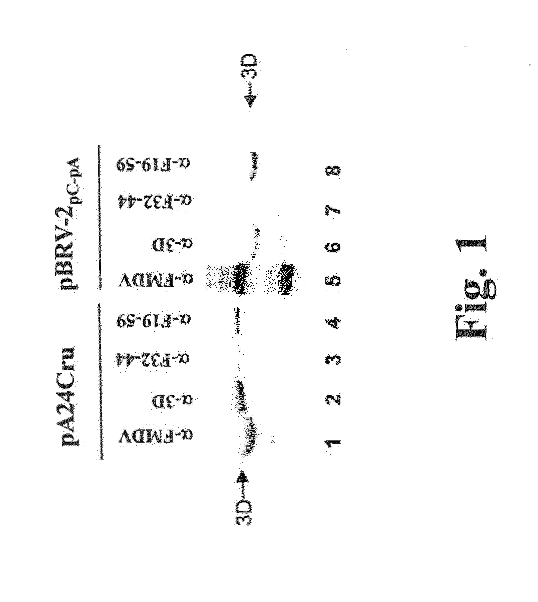 Development of a Marker Foot and Mouth Disease Virus Vaccine Candidate That is Attenuated in the Natural Host