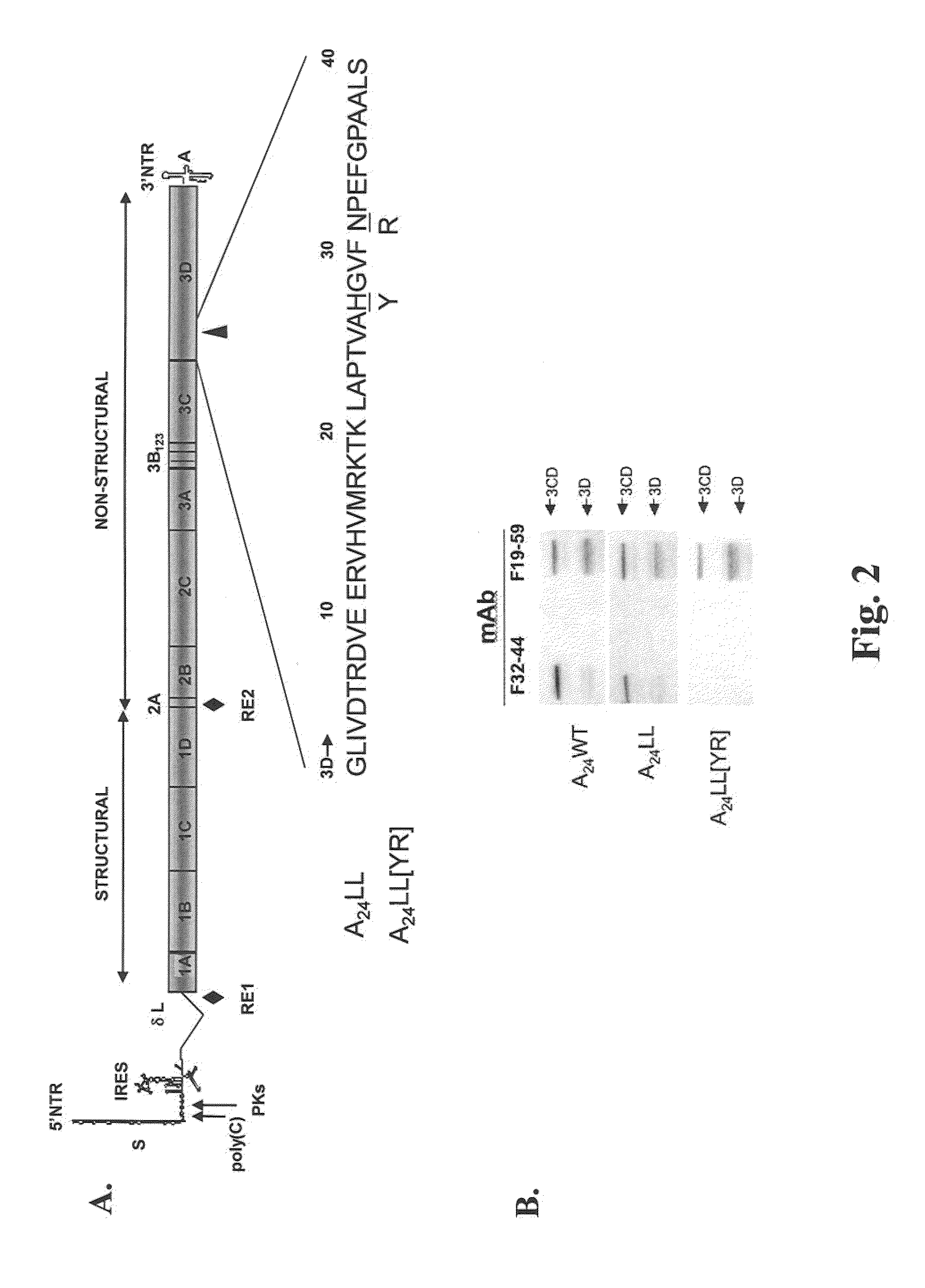 Development of a Marker Foot and Mouth Disease Virus Vaccine Candidate That is Attenuated in the Natural Host