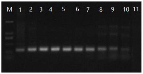 A kind of pcr primer, kit and application for simultaneous detection of cyprinidae herpesvirus type Ⅰ, type Ⅱ and type Ⅲ