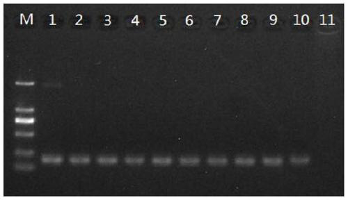 A kind of pcr primer, kit and application for simultaneous detection of cyprinidae herpesvirus type Ⅰ, type Ⅱ and type Ⅲ