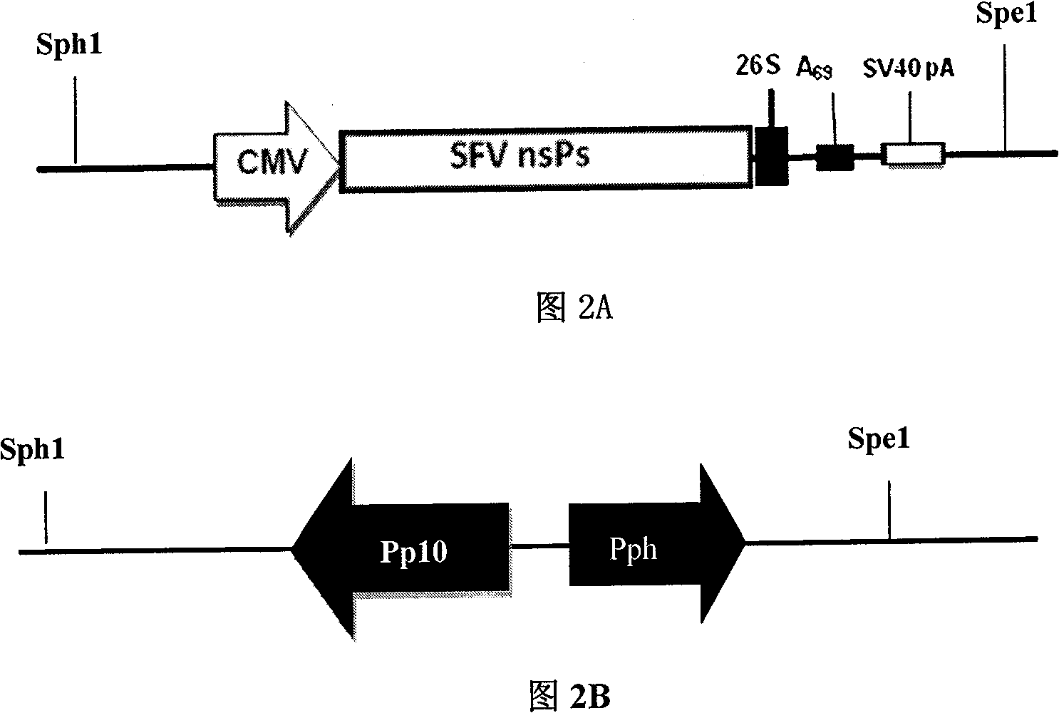 Recombination bacillary viral vector skeleton plasmid and application thereof