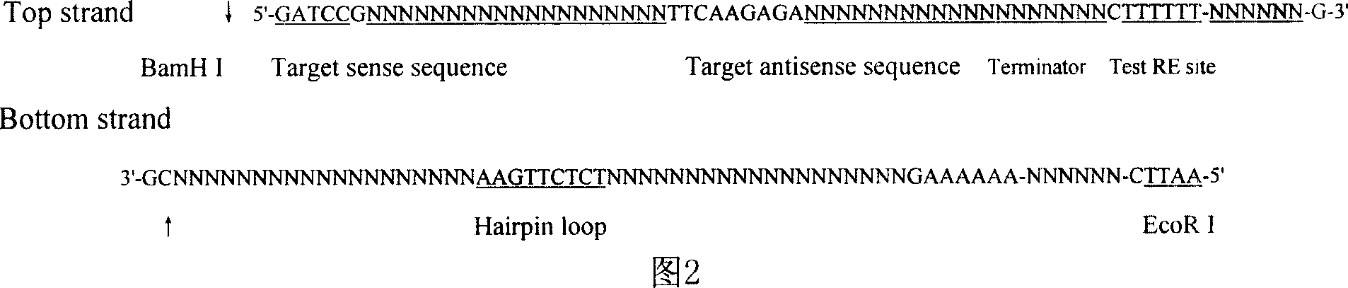 Construction, screen and use for stomach cancer target AFP gene siRNAs expression carrier